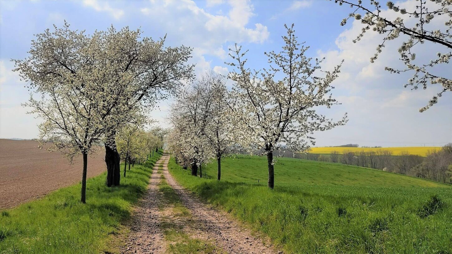 B 6 - Ausbau westlich Scharfenberg, Anbau eines Radweges - Kirschblüte am Weg